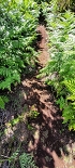 Plants: image 42 Of 208 Thumb